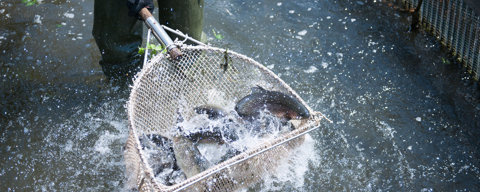 Fische in einem Kescher Netz